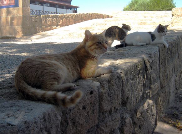 Кошки на Кипре
