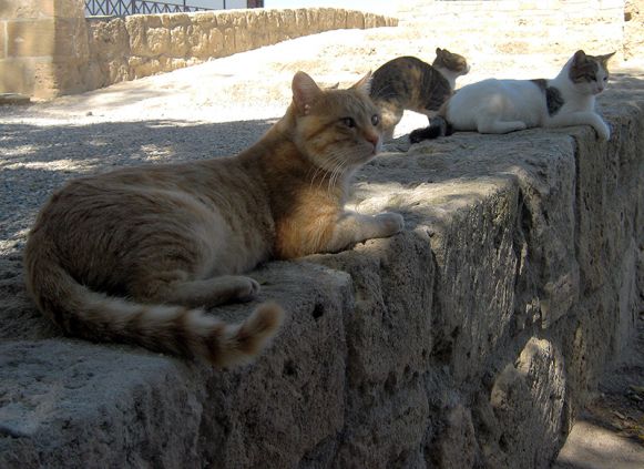 Кошки в Лимасоле
